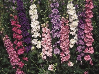 Larkspur