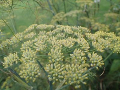 Fennel Seed