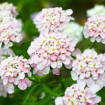 Candytuft