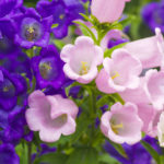 Canterbury Bells