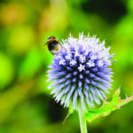 Echinops Smaller