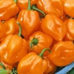 Habanero