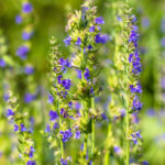 Hyssop