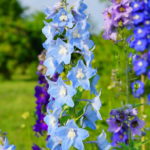 Larkspur