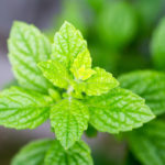 Lemon Balm