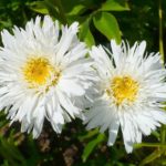 Leucanthemum