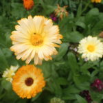 Marigold