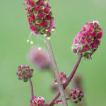 Salad Burnet