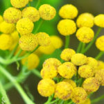 Tansy Tanacetum