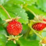 Alpine Wild Strawberries 2