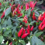 Birds Eye Chillies