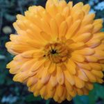 Calendula