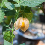 Capegooseberry