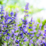 Catmint Web