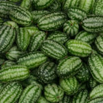 Cucamelon