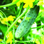 Cucumber Web