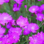 Dianthus Web