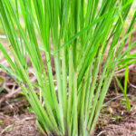 Lemongrass Closeup Istock