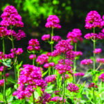 Red Valerian Web