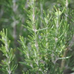 Rosemary