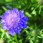 Scabious Web