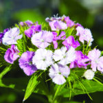 Sweet William Web