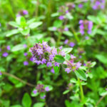 Thyme Close Up